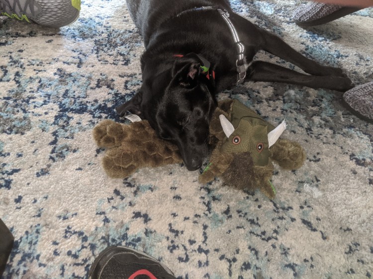 my little black dog asleep on a toy