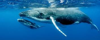 Humpback whale and baby whale