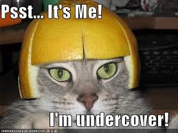 A cat with something on its head and the caption reads "psst... it's me! I'm undercover!"