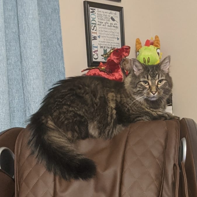 My large, fluffy brown Main Coon sitting on top of a chair