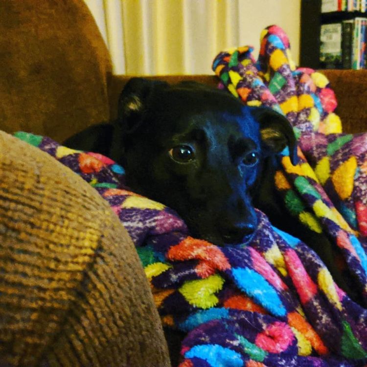 My little black dog laying on a colorful blanket.
