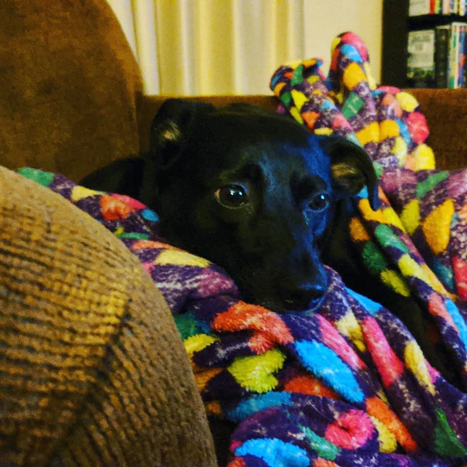 My little black dog (well he's 30 pounds) sleeps on a multicolored blanket.