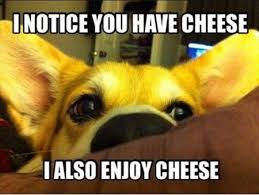 A dog says "I notice you have cheese. I also enjoy cheese."