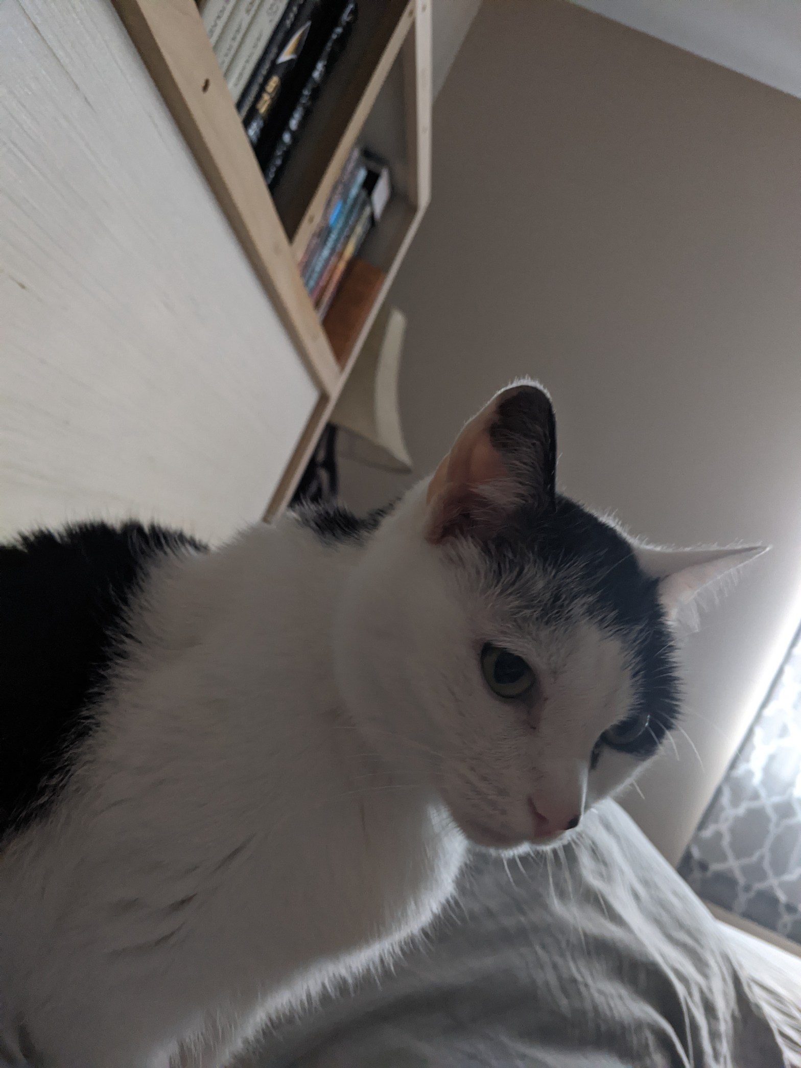 My cat, Tempura, sitting on my pillow