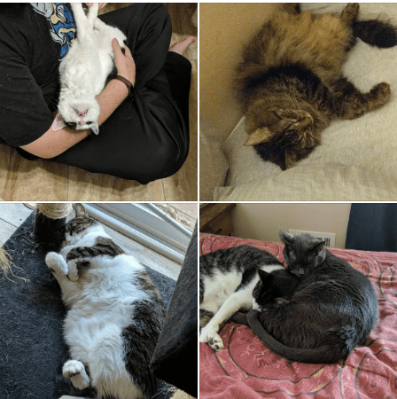 Upper left: Tempura (upside down) when she was coming out of anesthesia. Upper right: Jazz laying next to my pillow. Bottom left: Loki being extra adorable. Bottom right: Thor being used as a pillow by Loki, because those two are inseparable most days.