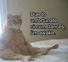 Due to unfortunate circumstances, I'm awake (a cat lays on the bed)