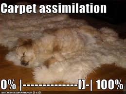 carpet assimilation (0 - 100%) a dog lays on a carpet that looks just like him