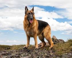 German Shepherd dog