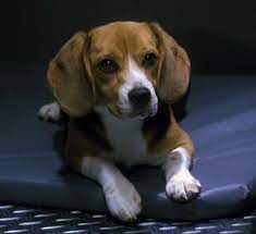 Porthos the Beagle