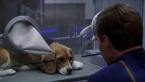 Porthos who is in decontamination, sometimes a very clearly stuffed animal version